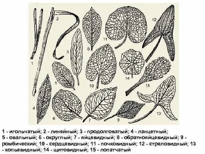 Продолговатый округлый. Морфология пластинки листа. Морфология листа ботаника. Морфологическое строение листа. Морфологическое строение листьев.