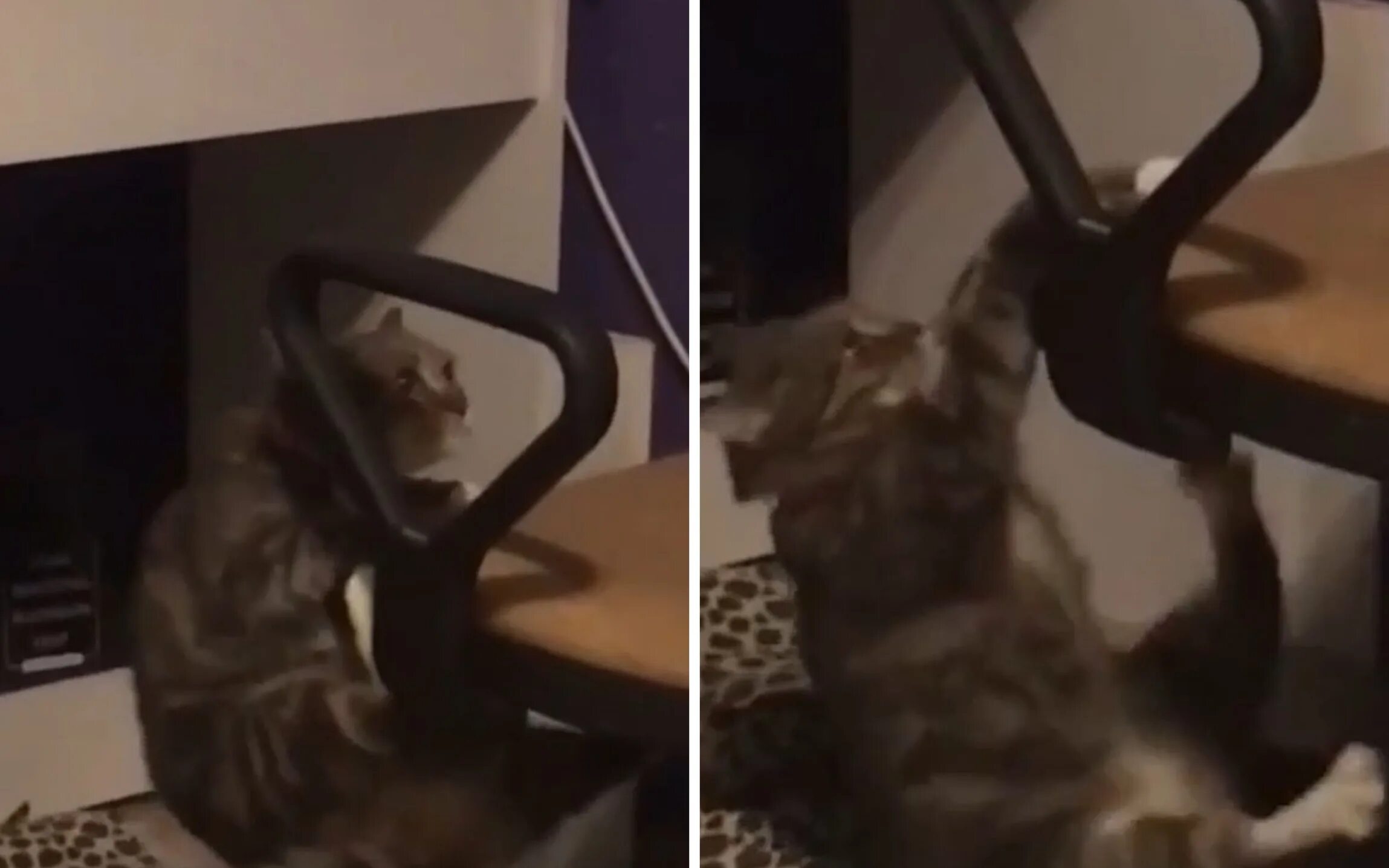 Кот залез в шкаф. Сумасшедший кот. Реакция кота на трамвет. Кот в шкафу. Популярность видео с котиками.