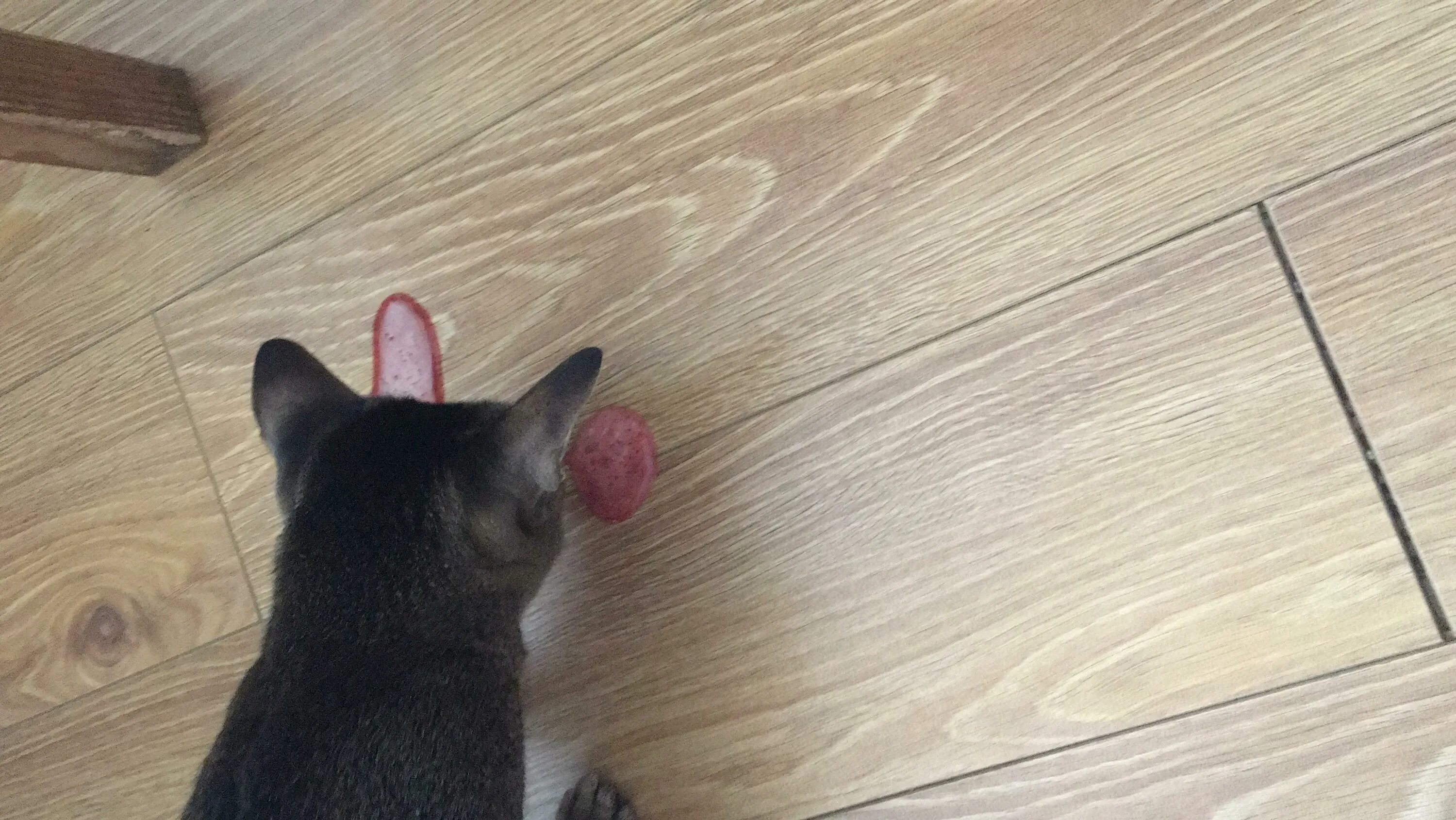 Почему коты рвутся. Почему коты рвутся