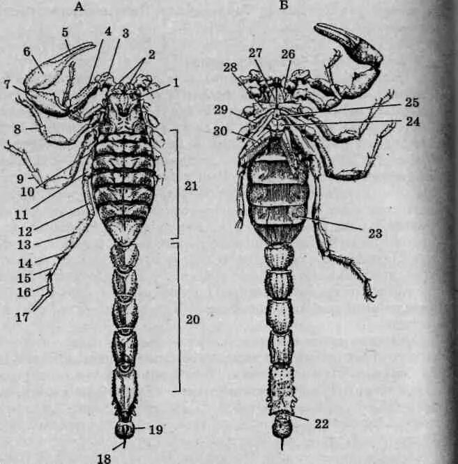 Головогрудь скорпиона. Строение скорпиона биология. Скорпион Buthus eupeus строение. Строение скорпиона головогрудь.