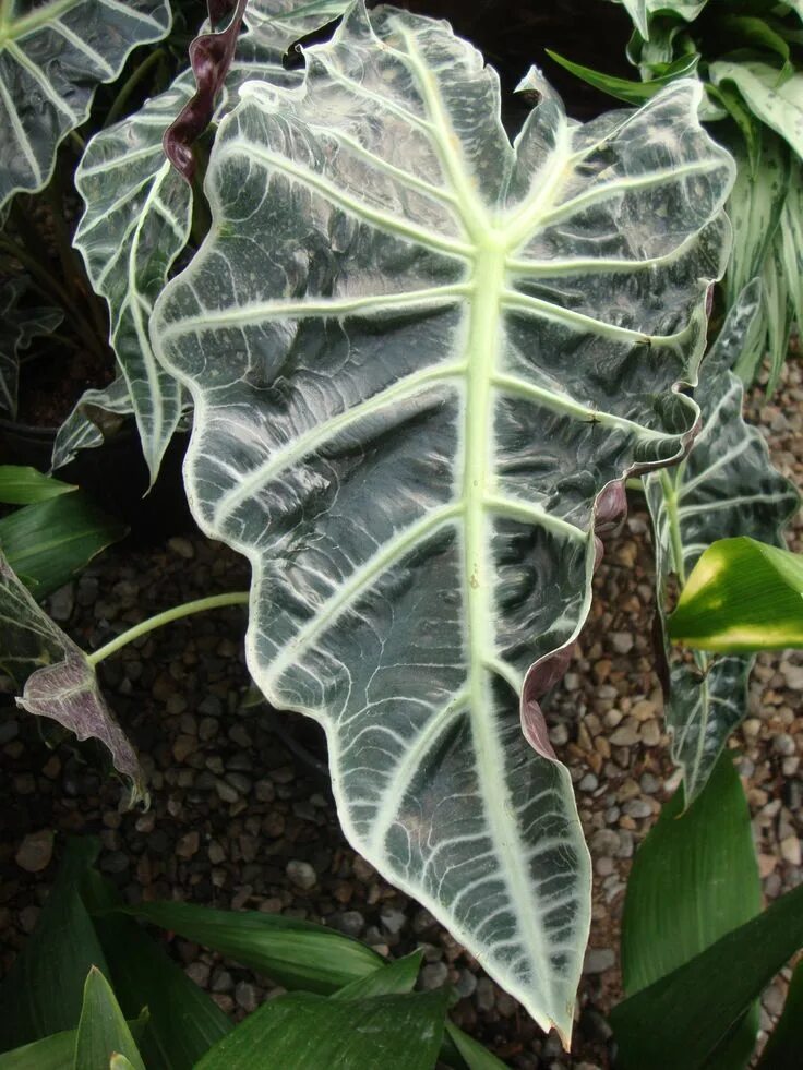 Алоказия псевдосандериана. Алоказия brancifolia. Алоказия полли. Алоказия кобра. Алоказия фрайдек.