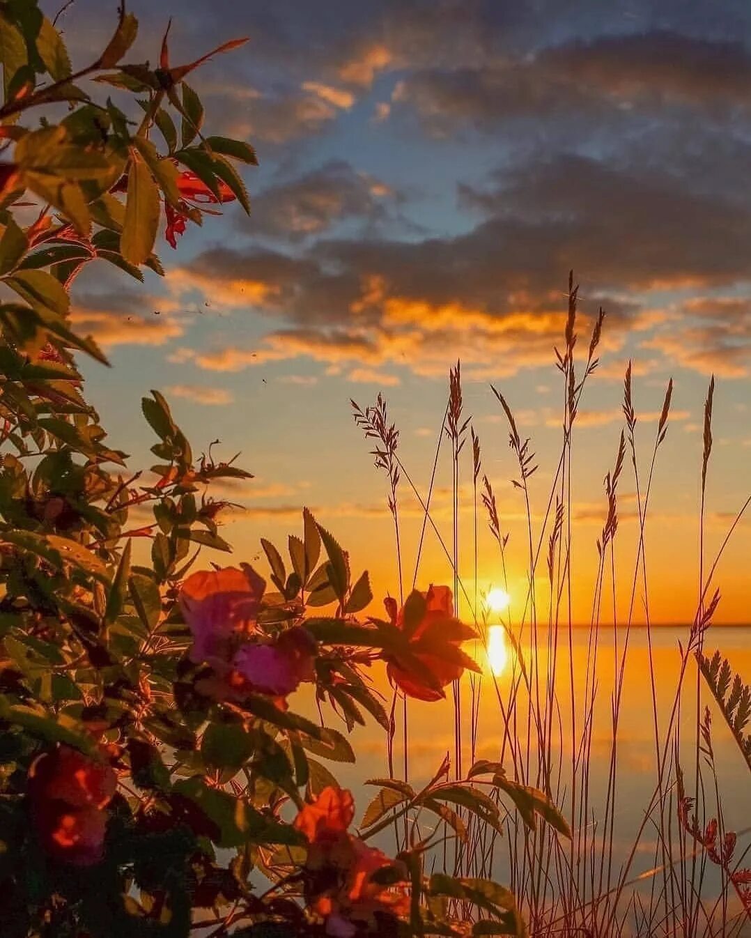 на третий день лета под вечер. ромашковое поле в лучах солнца. осенний рассвет. рассвет солнца. на третий день лета под вечер.