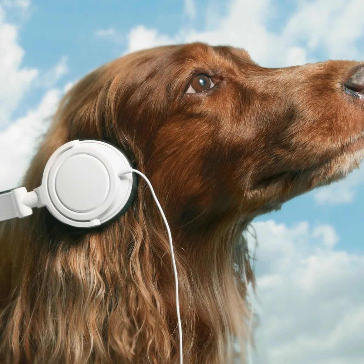 Послушать звук собаки