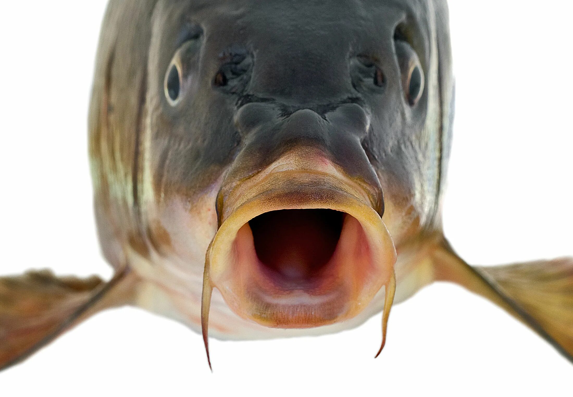 Лицо рыбы 4. Смешные рыбы. Карась лицо. Рыба фугу. Милые рыбки.