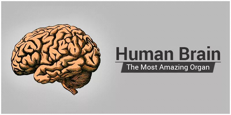 Human Brain interesting facts. ХЬЮМАН Брейн раст.