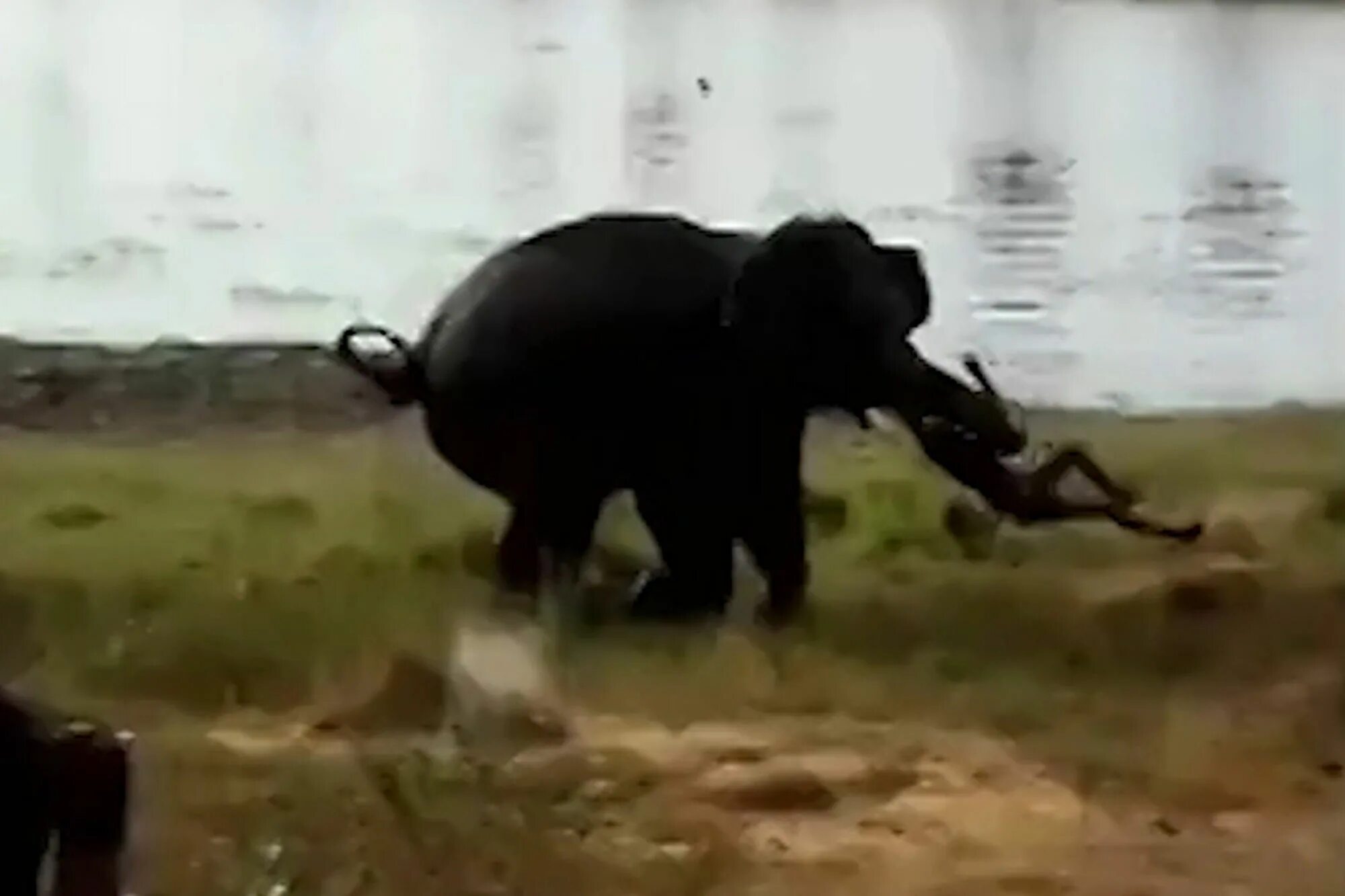 Слоны нападают на людей.
