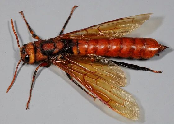 Tremex columba. Tremex columba насекомое. tremex columba pigeon horntail. личинка рогохвоста.