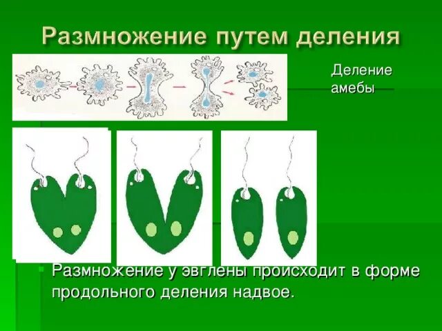 Размножается путем деления. Деление организмов. Кто размножается делением пополам. Кто размнодается деление нпдвое.