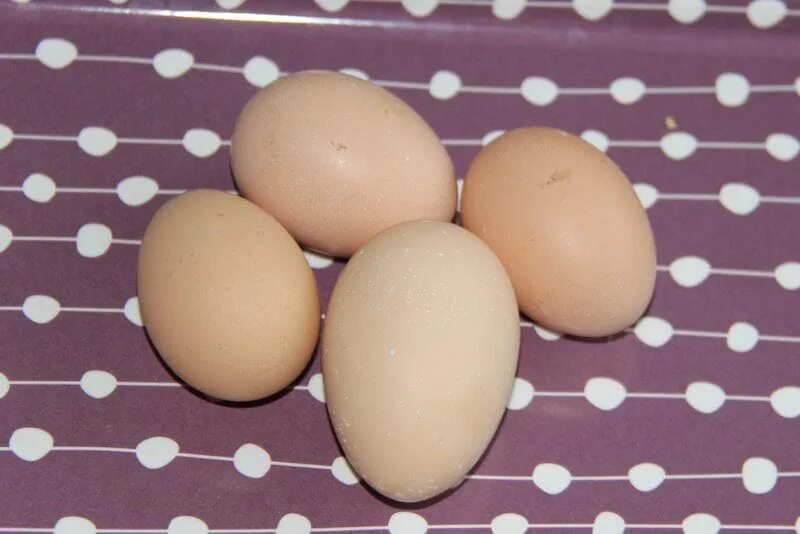 Пушкинская порода кур яйца. Пушкинская порода кур цвет яйца. Пушкинская курица яйца. Пушкинские куры цвет яйца. Кремовые яйца