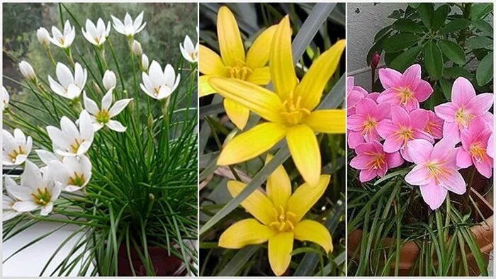 зефирантес робустус розовый. выскочка 7 букв. зефирантес розовый. зефирантес робустус. зефирантес голубой.