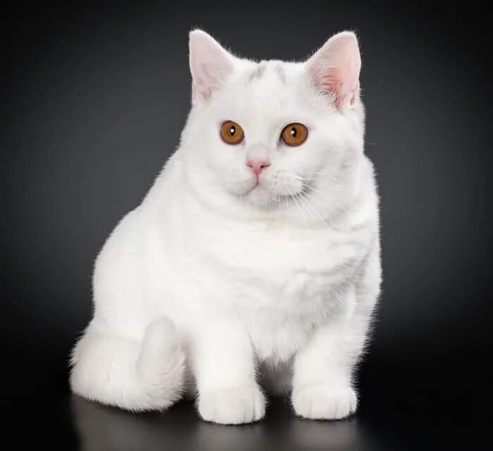 Белый британец. Британская короткошёрстная кошка белая. Кот британец белый. Британец хайлендер белый. Белая британия