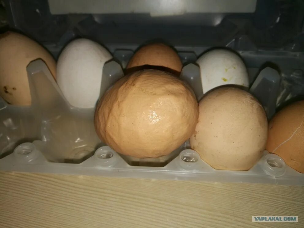 Почему домашнее яйцо. Почему домашнее яйцо