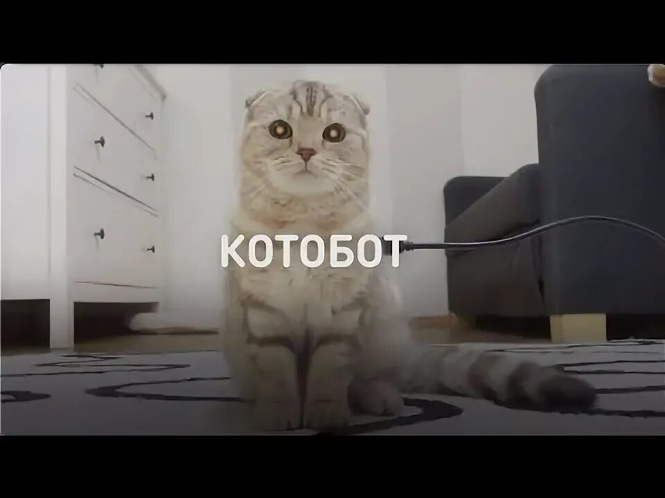 Котобот. Котобет. котобот краски. котобот прикол. котобот официальный сайт.