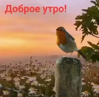 Ах утро картинки