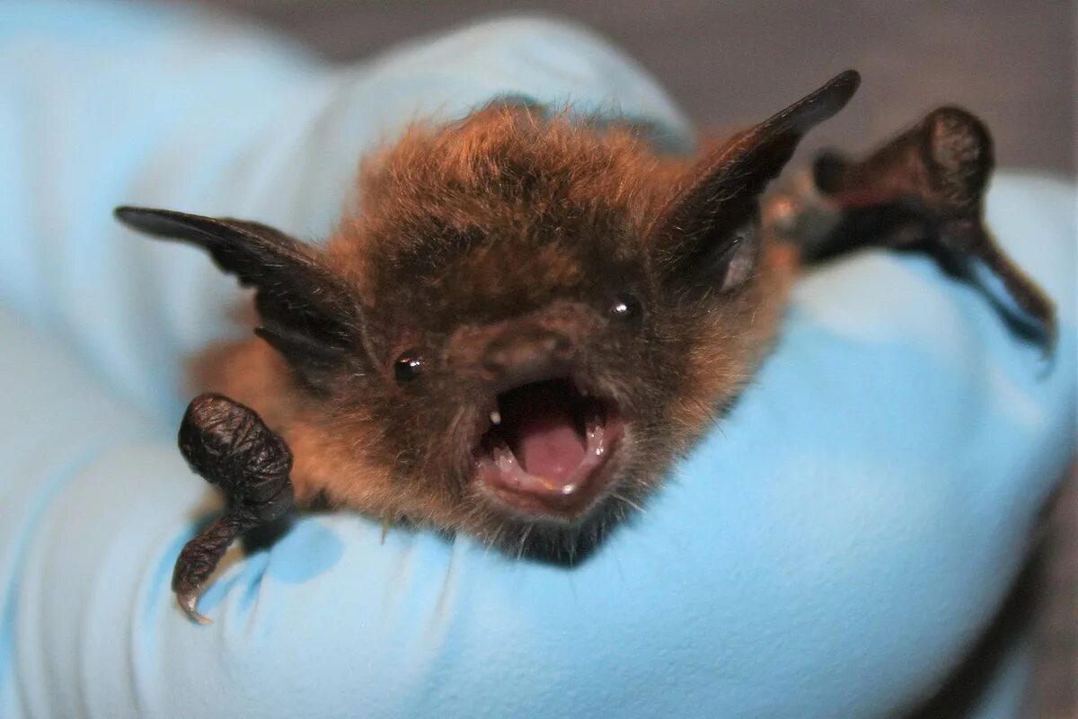 Китаец летучую мышь. Myotis lucifugus. уханьская летучая мышь. коронавирусная летучая мышь. летучая мышь коронавирус.
