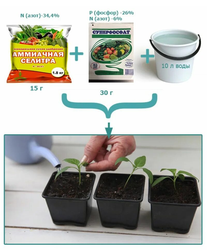 Подкормка рассады. Рассада удобрение для рассады. Удобрение для рассады перцев. Покромка перца рассады. Чем подкормить рассаду помидор перца и баклажан