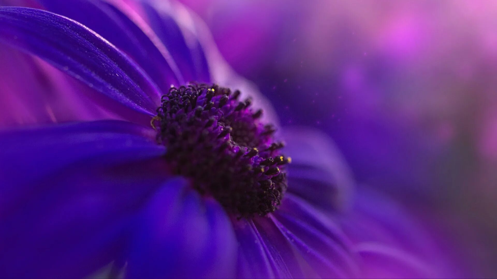 Rose Blossom Violet - Free photo on Pixabay Violet flower, Purple roses, Bloomin