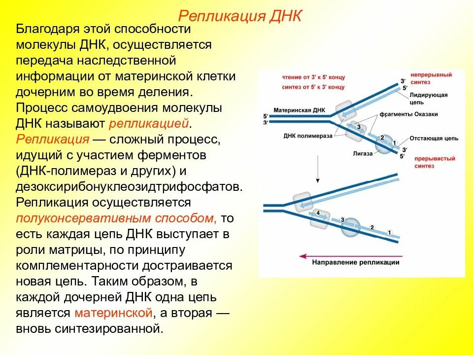 Днк полимераза функции. Репликация днк оказаки. процесс репликации дезоксирибонуклеиновой кислоты. синтез дочерних цепей днк в процессе репликации осуществляется. лидирующая цепь днк при репликации.