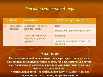 Глазодвигательные черепные нервы