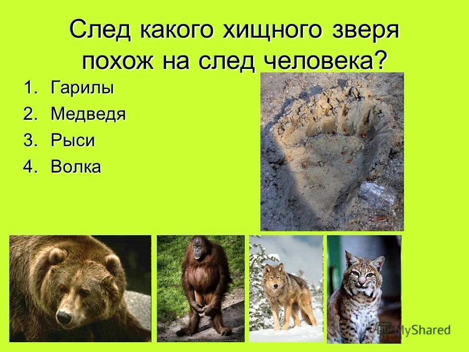 Следы животных. Следы животных похожие на человеческие. След какого зверя похож на след человека. След какого животного похож на след человека. След какого зверя похож на человеческий.