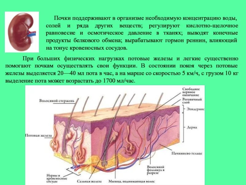 Удалить потовую железу