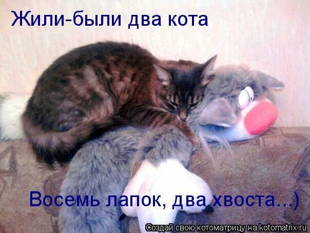 возраст человека по кошачьим меркам. жили были два кота восемь лапок 2 хвоста. жили были два кота 8 лапок 2 хвоста. жили были два кота восемь лапок два хвоста. стих жили были 2 кота 8 лапок 2 хвоста.