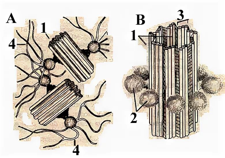 Микротрубочки функции в клетке. Клеточный центр центросома строение. Клеточный центр центросома строение. Состоит из двух цилиндров из микротрубочек. Состоит из двух цилиндров из микротрубочек.