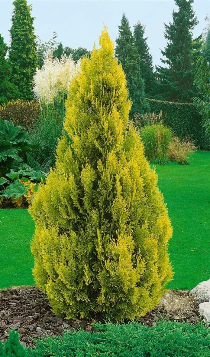 Туя голд фото. Туя западная golden smaragd голден смарагд. Туя западная санкист. Туя западная голден смарагд. Туя западная “europe gold” / thuja occidentalis “europe gold”.