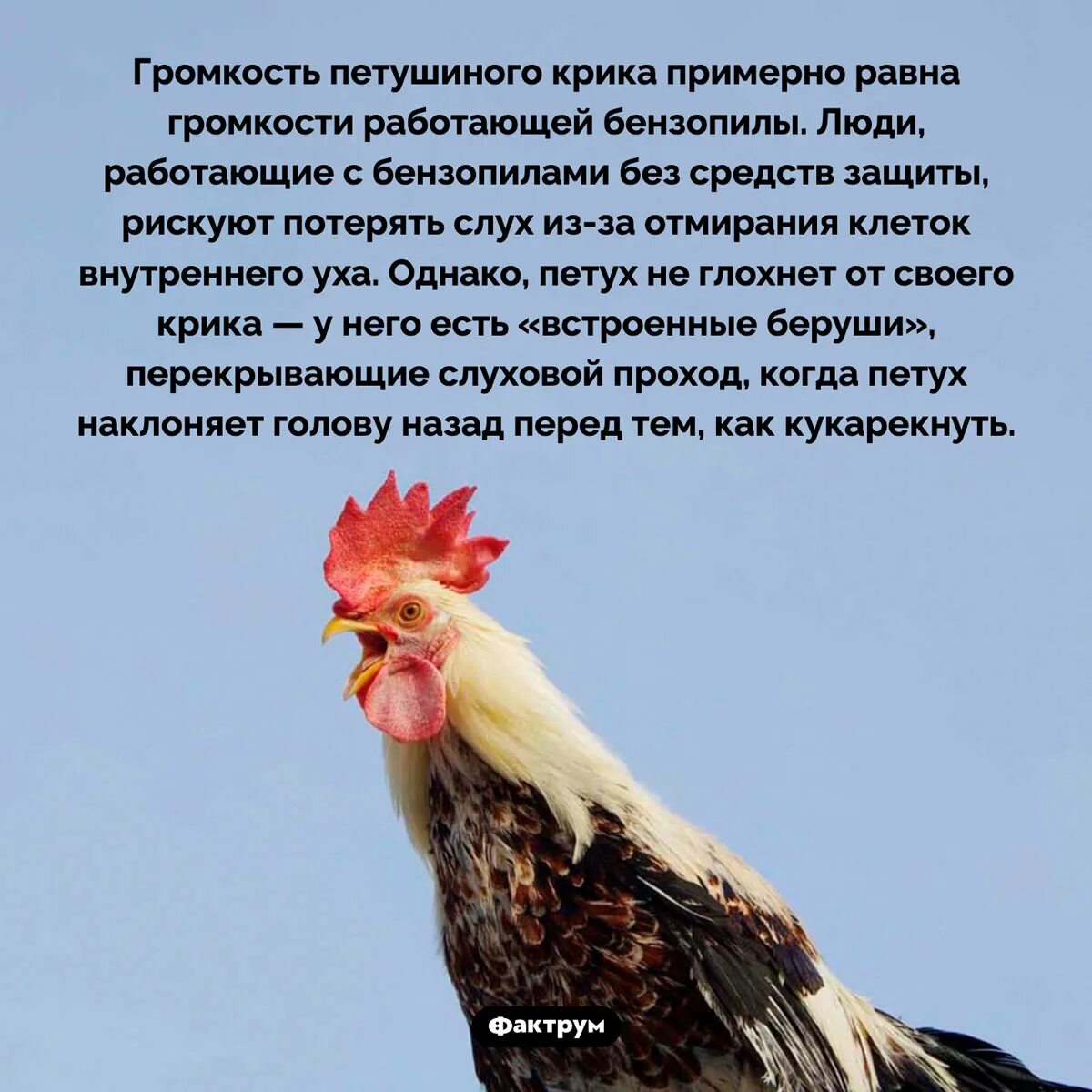 Петух кричит. Человек издает звуки. Как кричит петух по английски. Петушиный крик. Интересные факты о петухах.