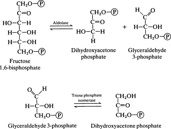 Дигидроксиацетон 3 фосфат биохимия. Глицеральдегид 3 фосфат в дигидроксиацетонфосфат. Фруктоза дифосфат альдолаза. Альдолаза биохимия.