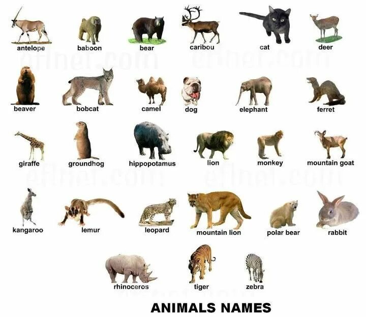 Имя animals