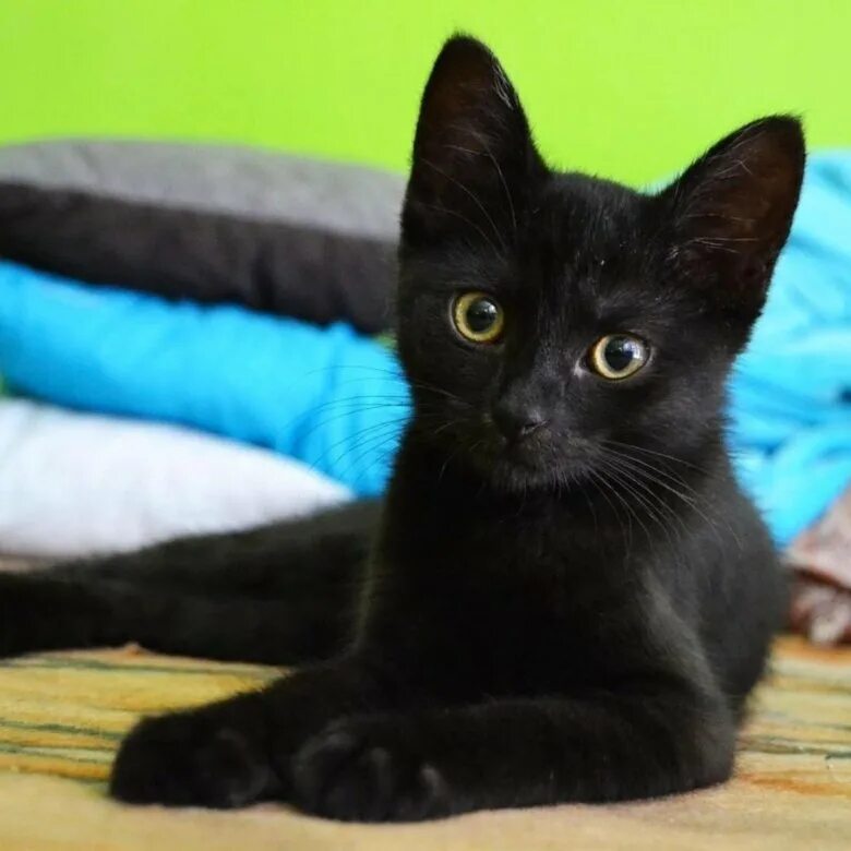 Британская Бомбейская кошка. Метис бомбейской породы. Бомбейская кошка длинношерстная. Кот метис черный. Черные котята в добрые