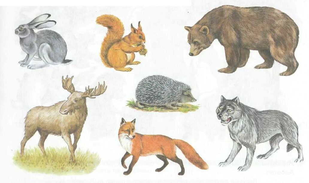 Белка и волк конспект урока. Лесные животные. Лесные животные для малышей. Картинки диких животных. Дикие Лесные животные.