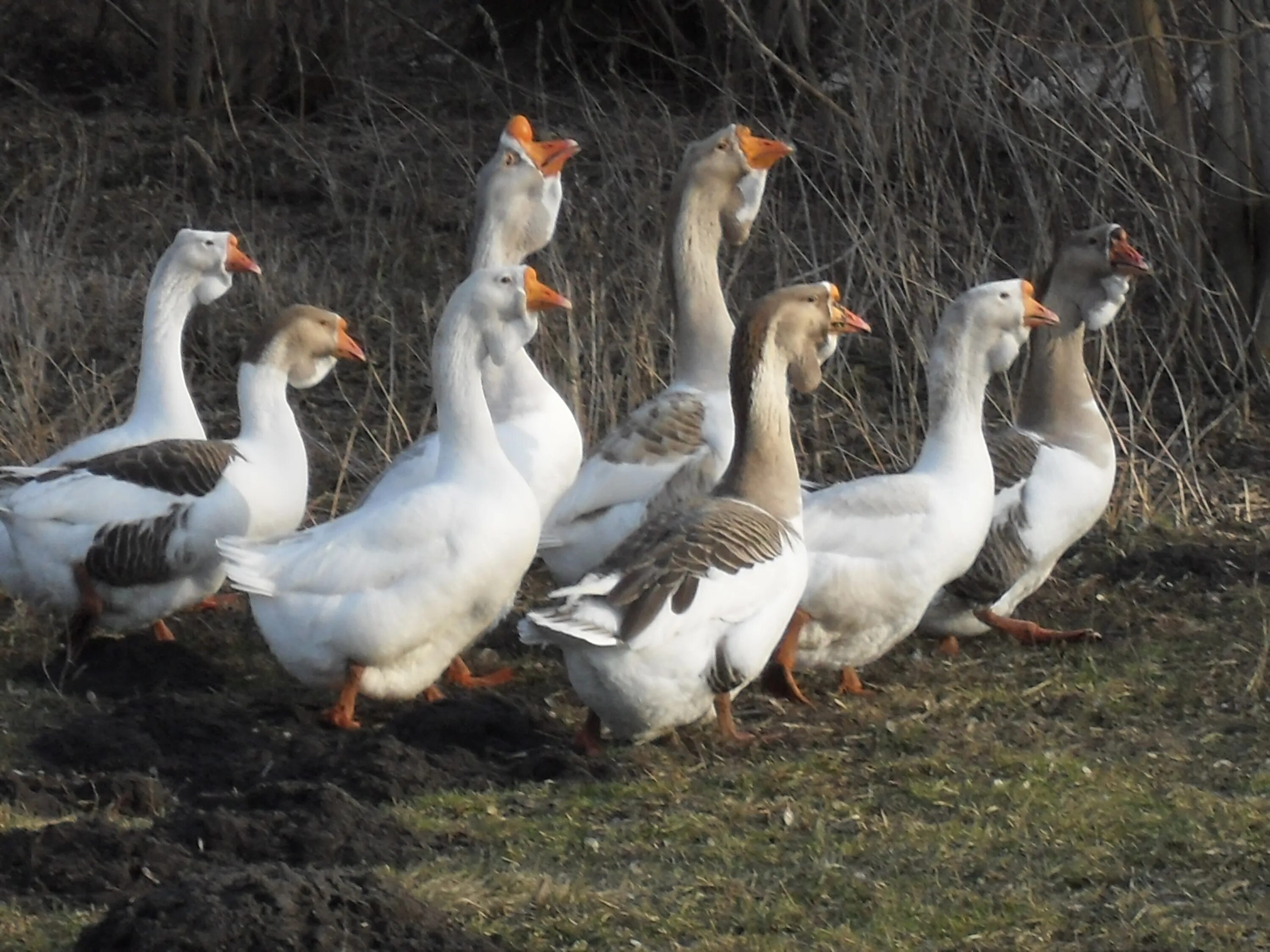 ФОТО: Породы гусей - Gorodprizrak