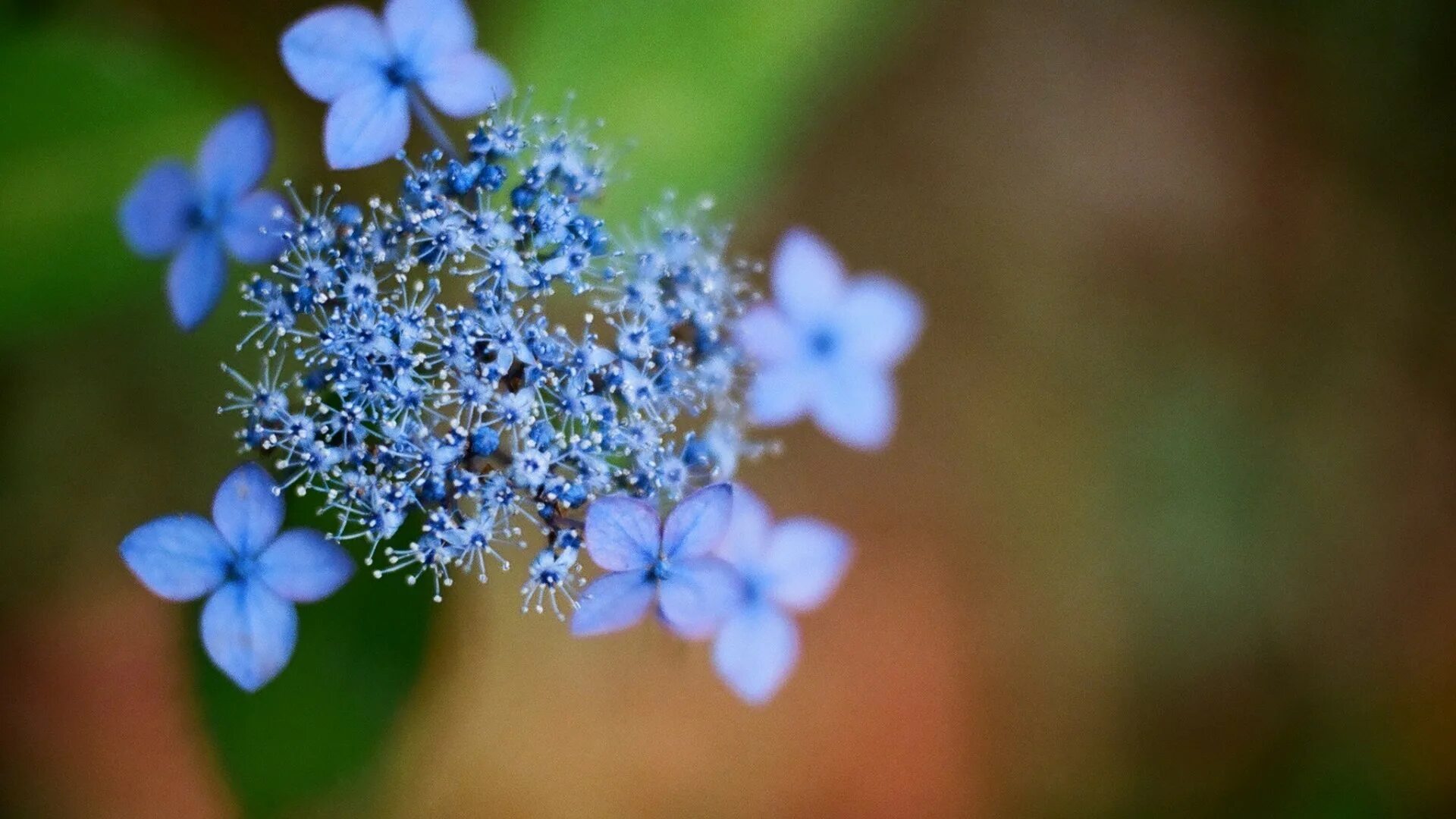Мелкие цветы голубого цвета. Незабудка дернистая. Незабудка холмовая. Голубые цветы.