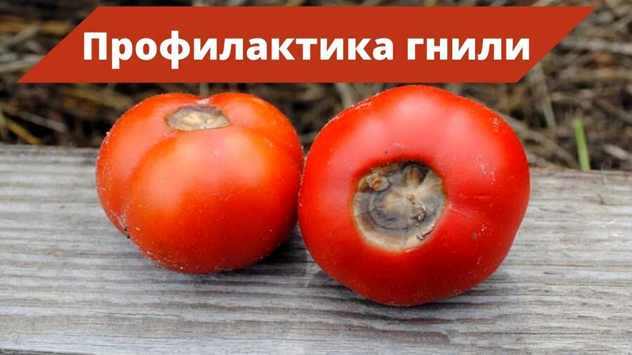 От вершины гнили. Болезни томатов вершинная гниль. Бактериальная вершинная гниль томатов. Вершинная гниль томатов в теплице. Верхушечная гниль томаты.