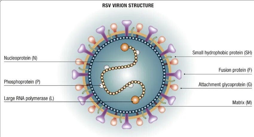 Respiratory virus. Respiratory syncytial virus structure. Респираторно-синцитиальный вирус таксономия. РСВ вирус.