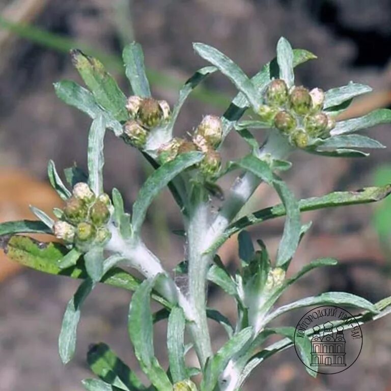 Сушеница болотная. Сушеница топяная (Болотная). Сушеница Болотная (Gnaphalium uliginosum). Сушеница топяная, сушеница Болотная. Сушеница топяная ЛРС.