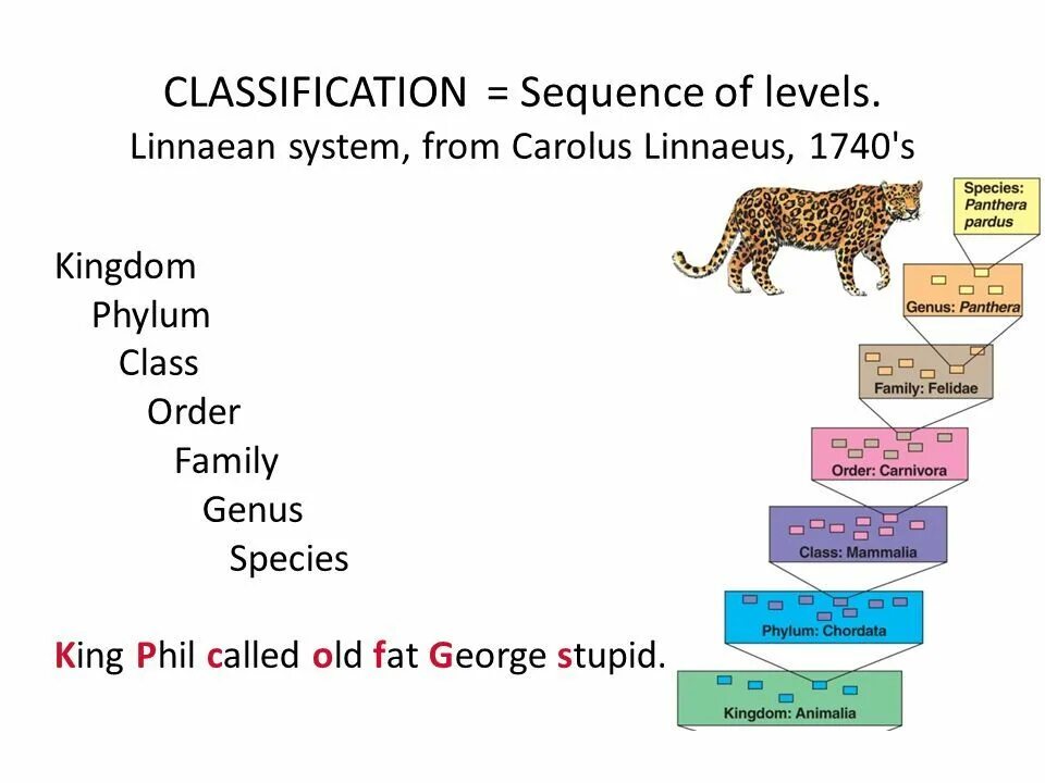 Classification system. Linnean System of classification. Linnaean classification. Тигры таксономия. The Linnaeus System for classification.