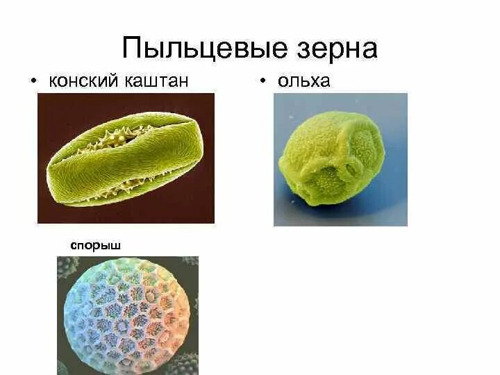 Пыльцевое зерно. Пыльцевое зерно пыльника. Срез пыльцевого зерна. Что производит пыльцевые зерна.