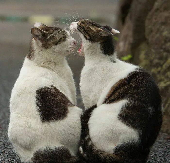 Коты 10 смешных