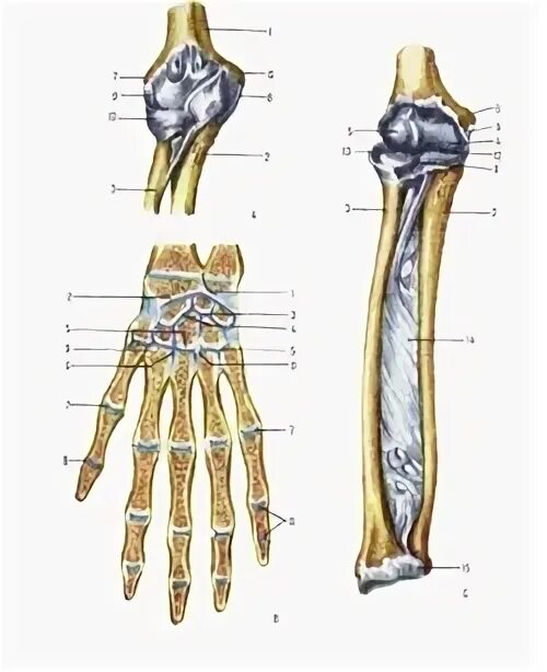 Проксимальный лучелоктевой сустав анатомия. Строение и соединение костей предплечья. Лучелоктевой сустав сустав. Дистальный сустав предплечья. Кости предплечья анатомия строение.