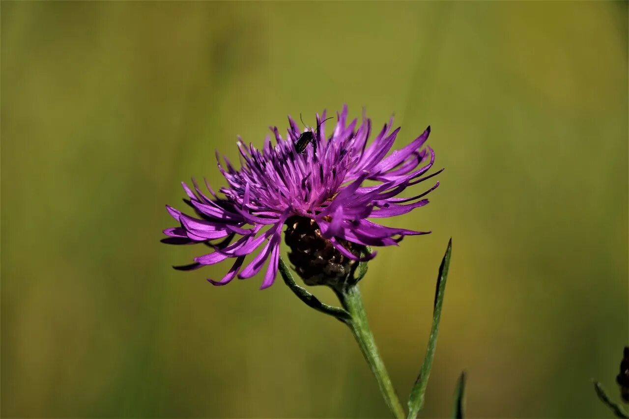 Полевые зонтичные цветы фиолетовые. Цветок герань лесная. Фиолетовый полевой. Сиреневый репях полевой цветок. Полевой цветок медовник сиреневый.