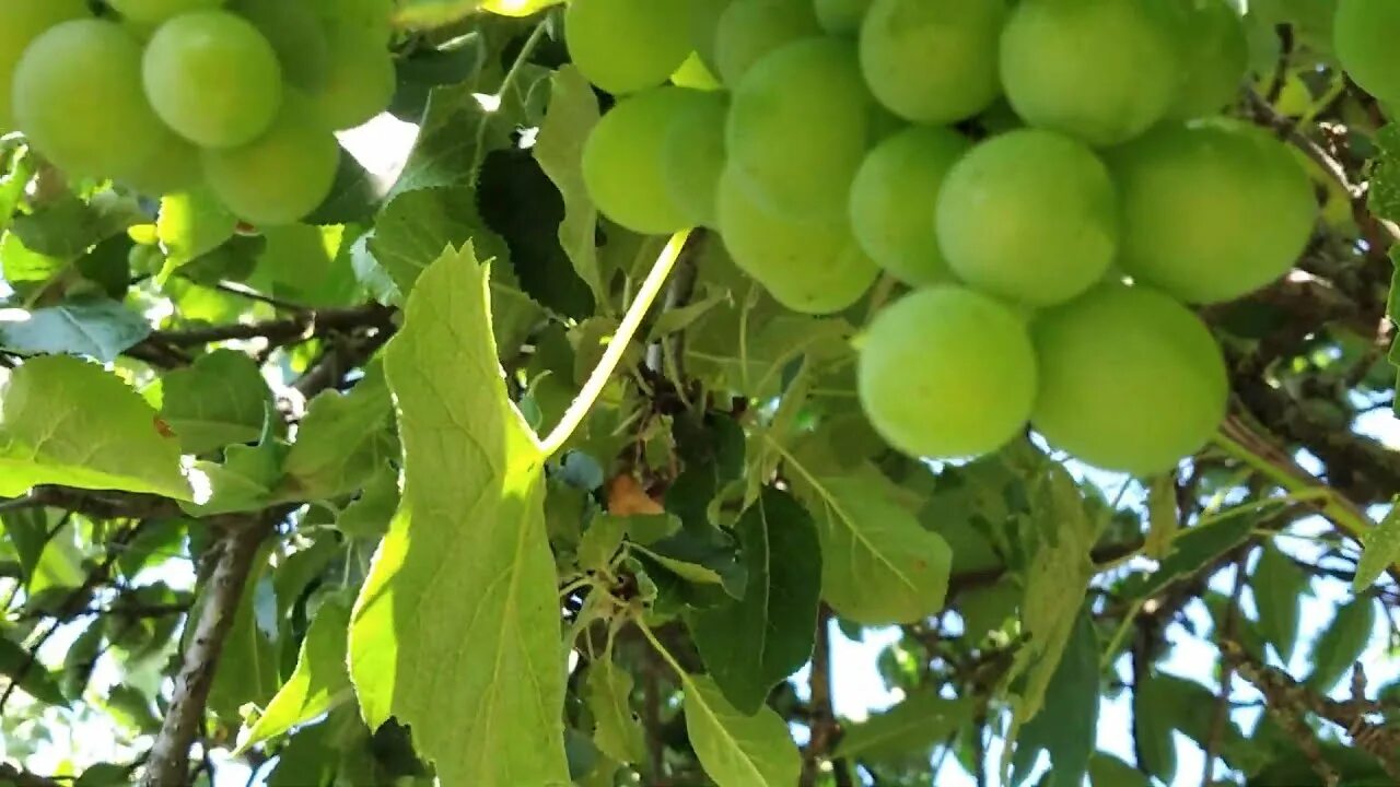 У бабушки растет на даче виноград. Виноград беларуси. Виноградник на даче. Камский виноград. Виноградник на даче.