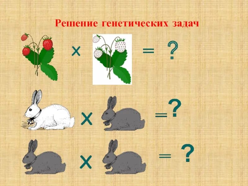 Генетические задачи. Задачи по генетике. Решить задачу по генетике. Решение задач по генетике.