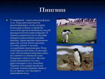 Приспособление пингвинов