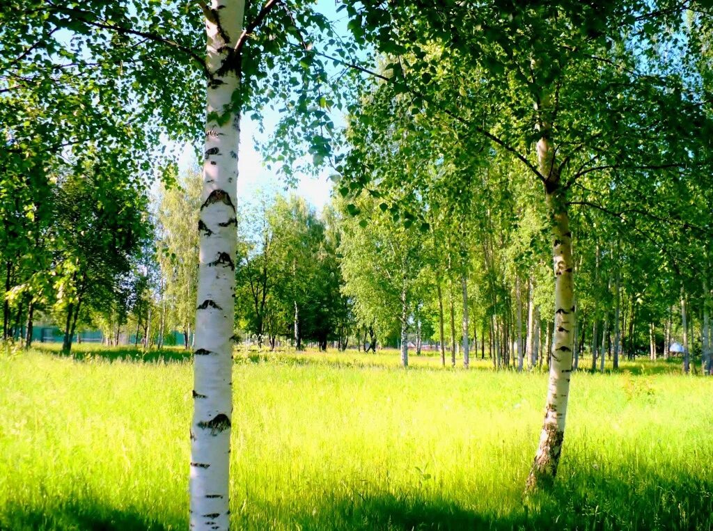 смешанный лес ивановская область. русский лес. русский лес. владимир анищенко художник пейзажист. природа березы.