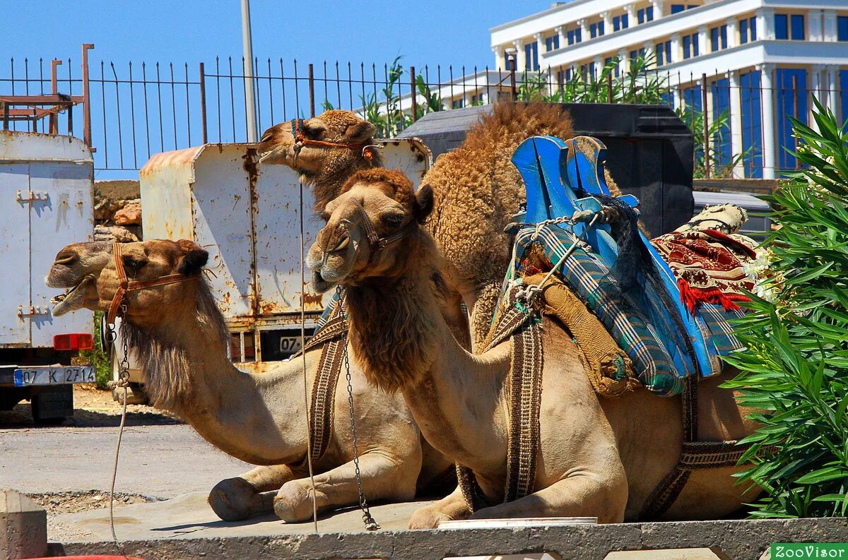 одногорбый верблюд мозоленогие. кот верблюд. красивый верблюд. верблюд с котами. домашний верблюд.