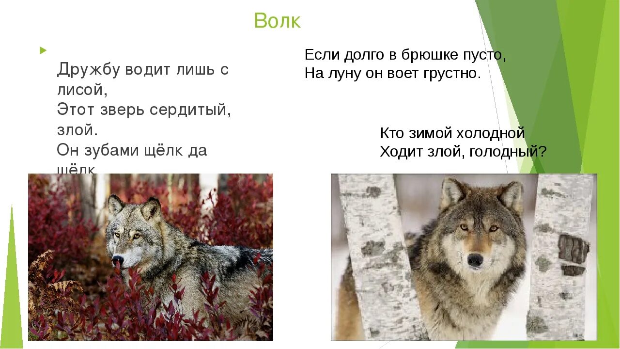 Вопросы волку