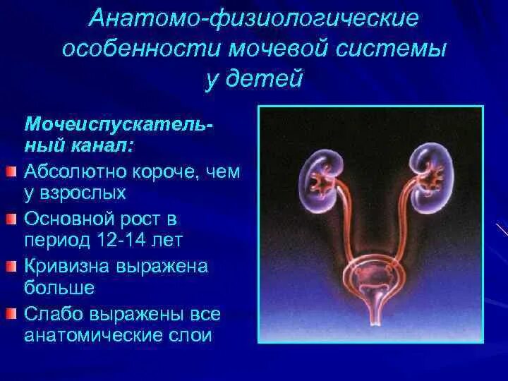 Особенности мочеиспускательного канала. Афо мочеиспускательного канала. Мочеиспускательный канал у детей. Афо мочевой системы у детей. Анатомо-физиологические особенности мочеполовой каналов.